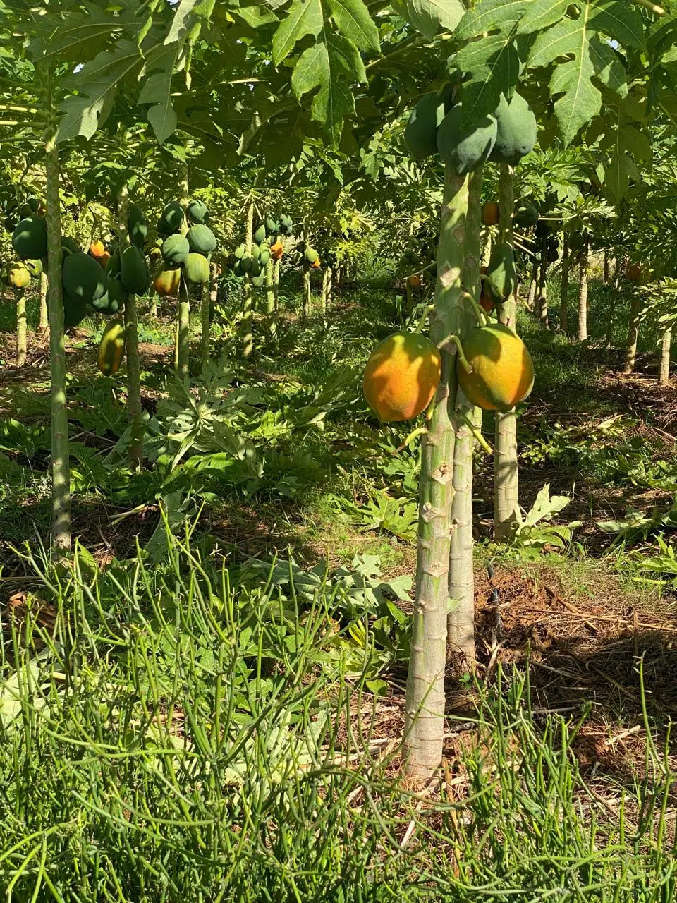 50-Acre Agricultural Haven in Ishiara, Embu – Perfect for Large-Scale Farming